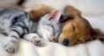 Deodorizing & Pet Odors